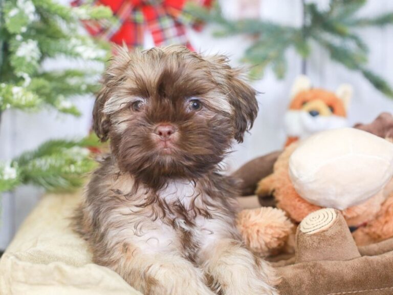 Shih Tzu