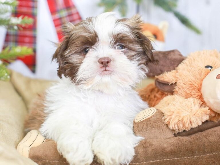 Shih Tzu