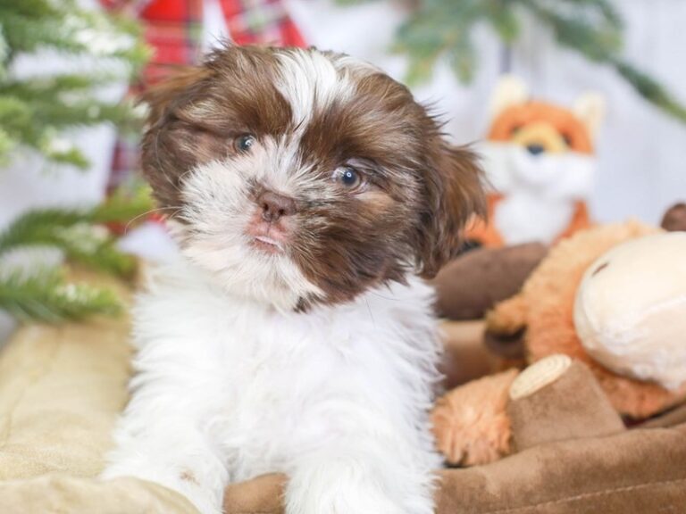Shih Tzu