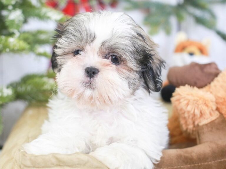 Shih Tzu