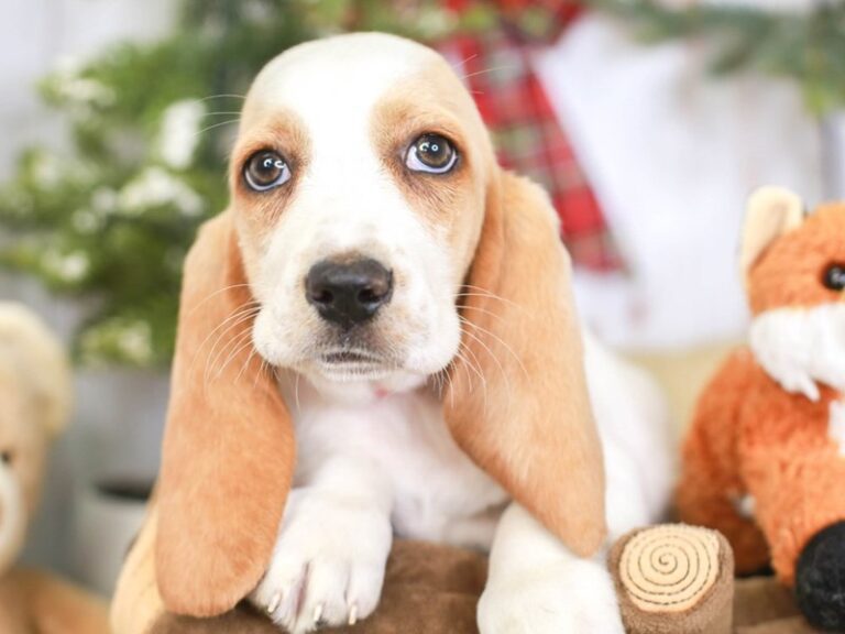 Basset Hound