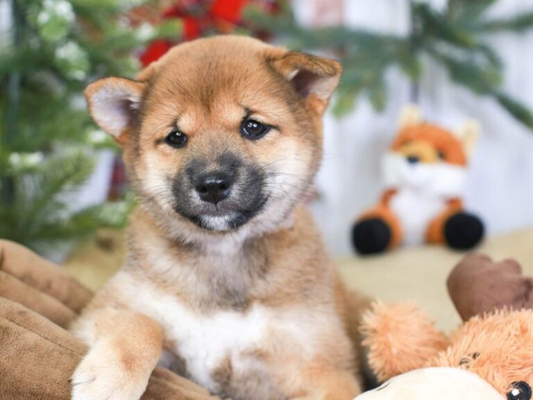 Shiba Inu