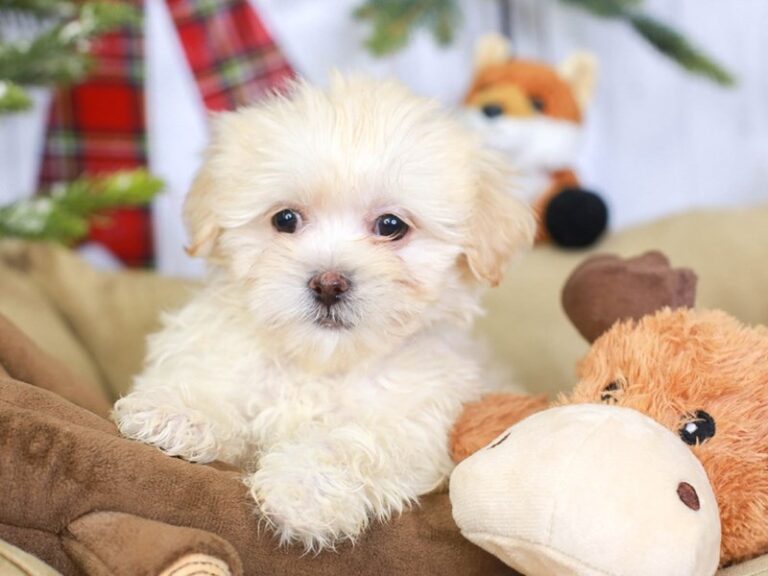 Lhasa Poo