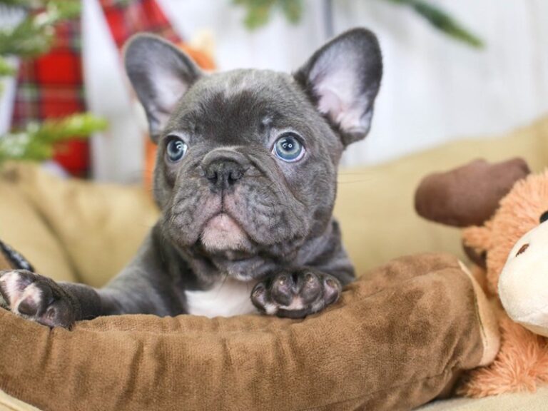 French Bulldog
