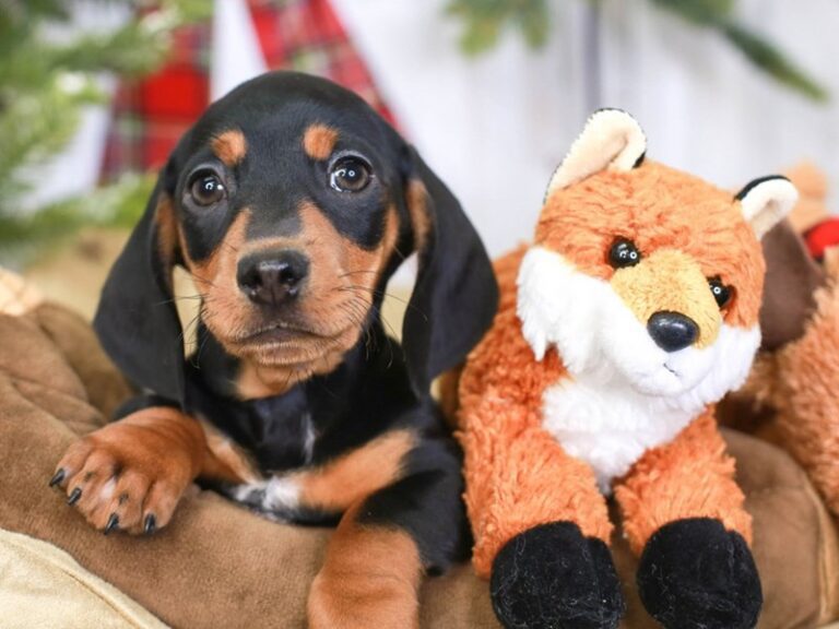 Dachshund