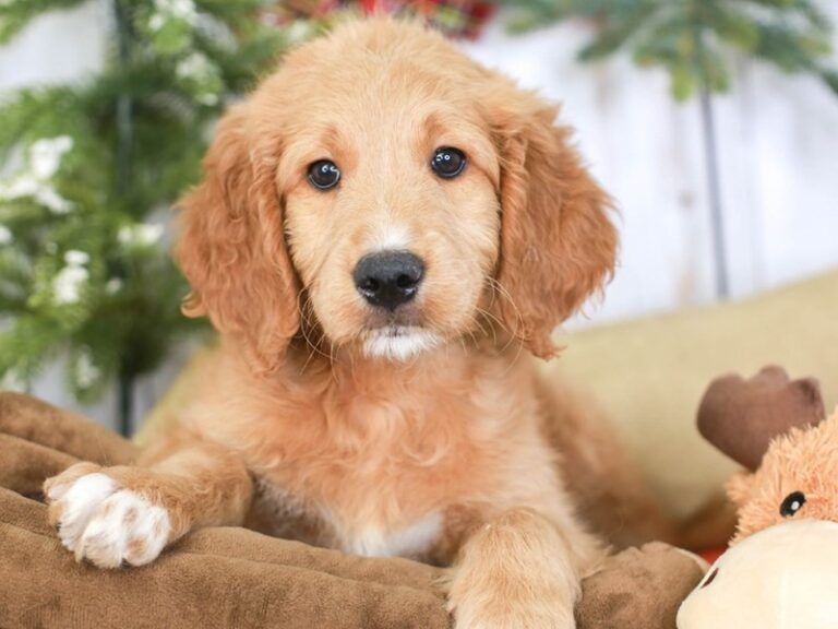 Goldendoodle