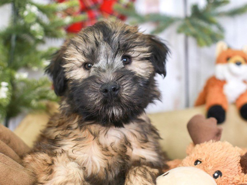 Soft Coated Wheaten Terrier-Male-WHEATEN-3396521-Animal Kingdom | Puppies N Love