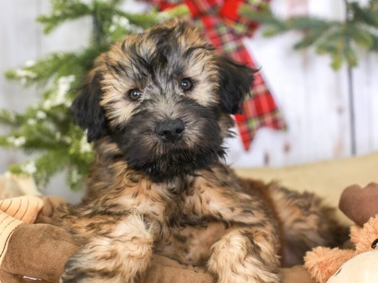 Soft Coated Wheaten Terrier
