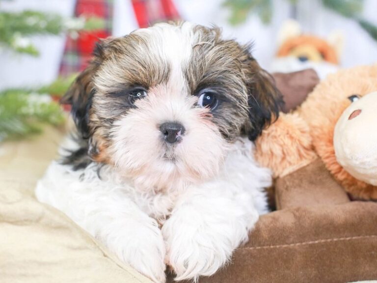 Shih Tzu