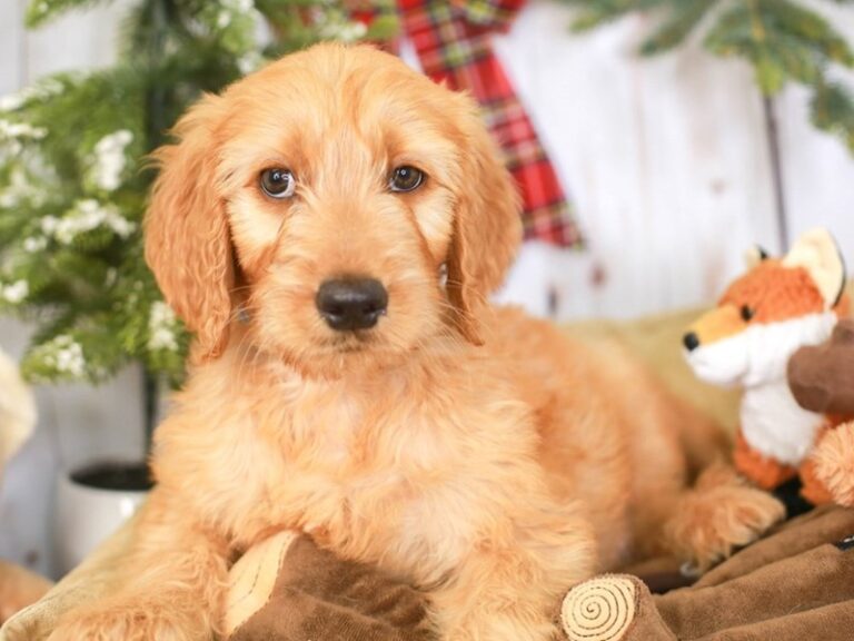 Goldendoodle