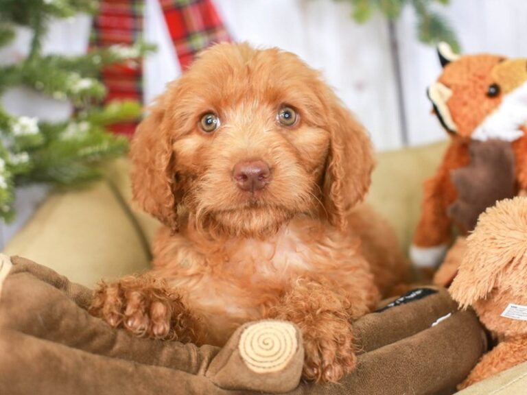 Goldendoodle
