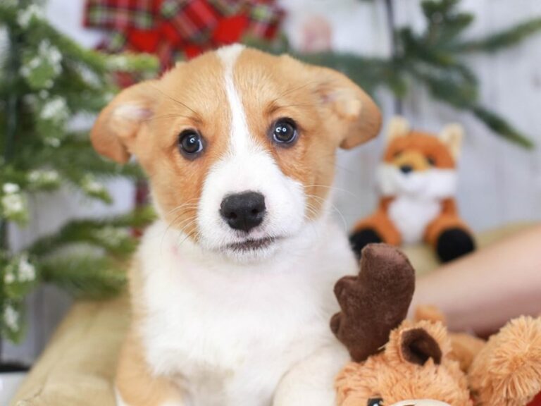 Pembroke Welsh Corgi