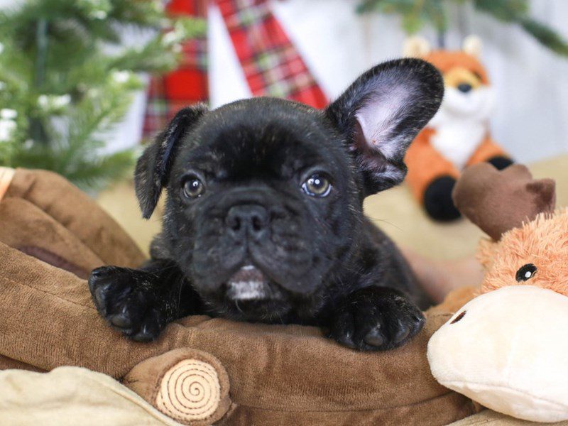 French Bulldog-DOG-Male-BLACK & BRINDLE-3396166-Animal Kingdom ...