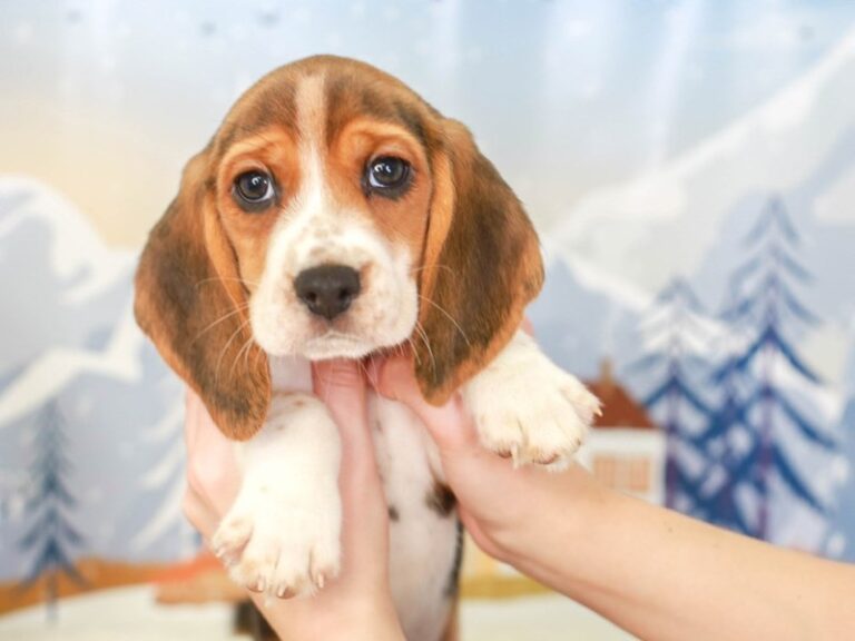 Beagle