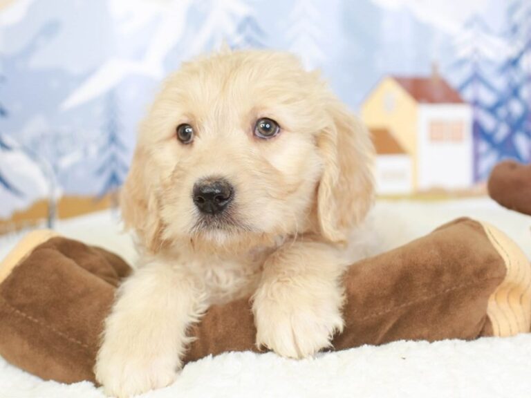 Goldendoodle