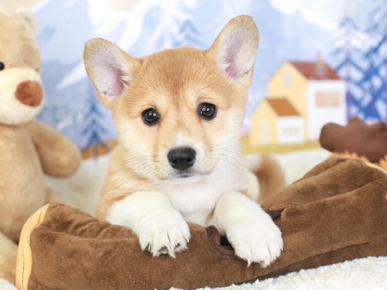 Corgi Inu