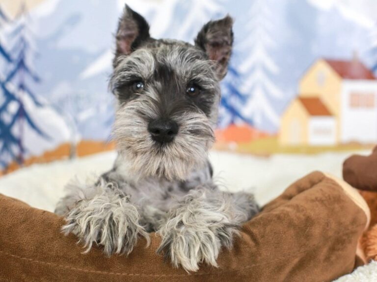 Mini Schnauzer