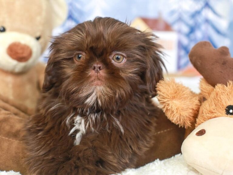 Shih Tzu