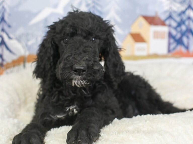 Standard Poodle
