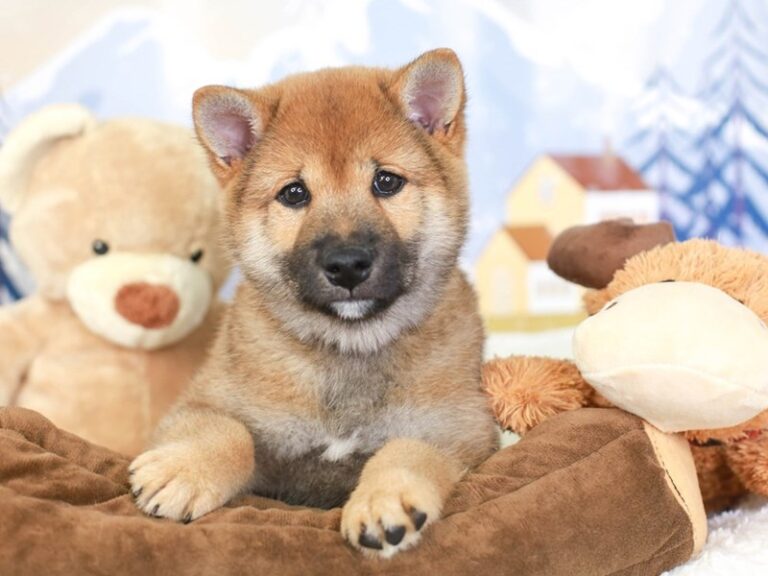 Shiba Inu