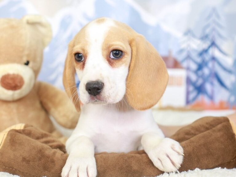 Beagle