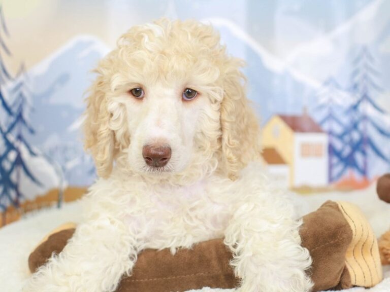 Standard Poodle