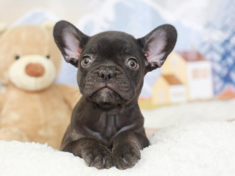 French Bulldog