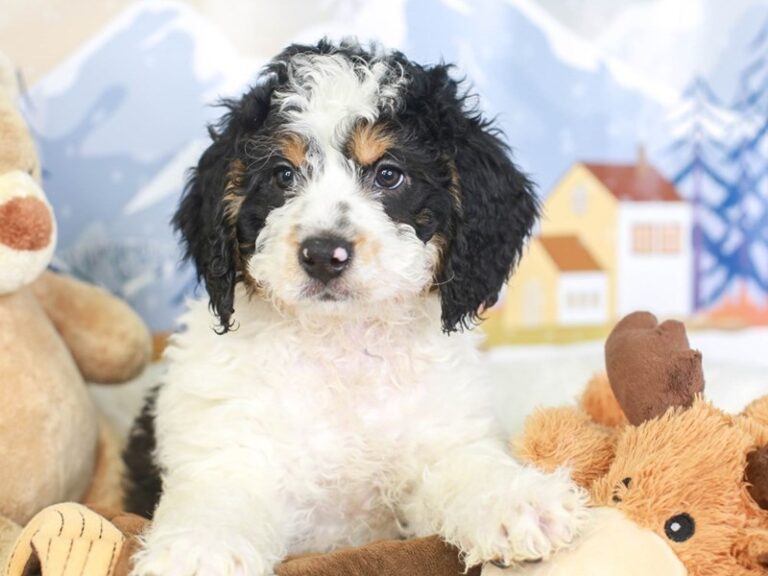 Mini Bernedoodle