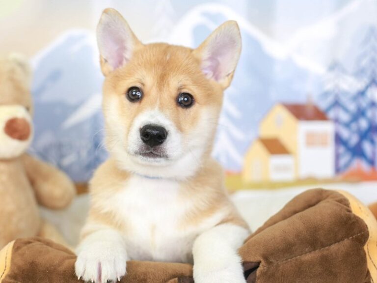 Corgi Inu