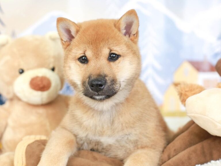 Shiba Inu