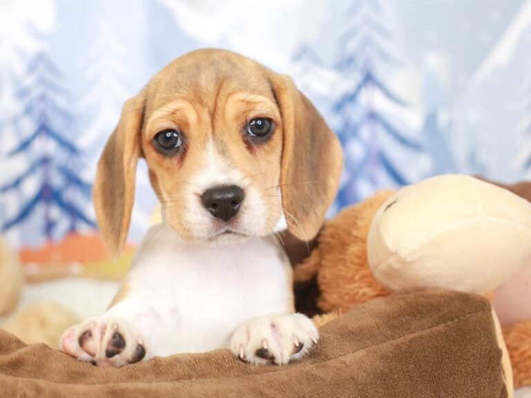 Beagle