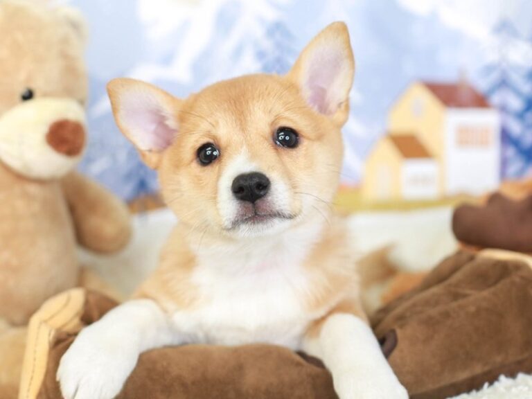 Corgi Inu
