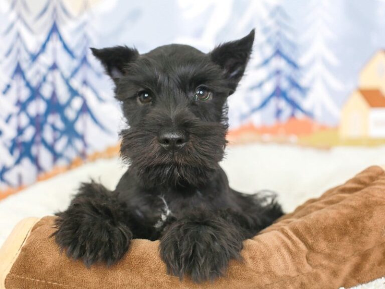 Mini Schnauzer