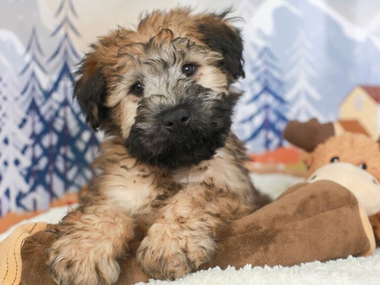 Soft Coated Wheaten Terrier