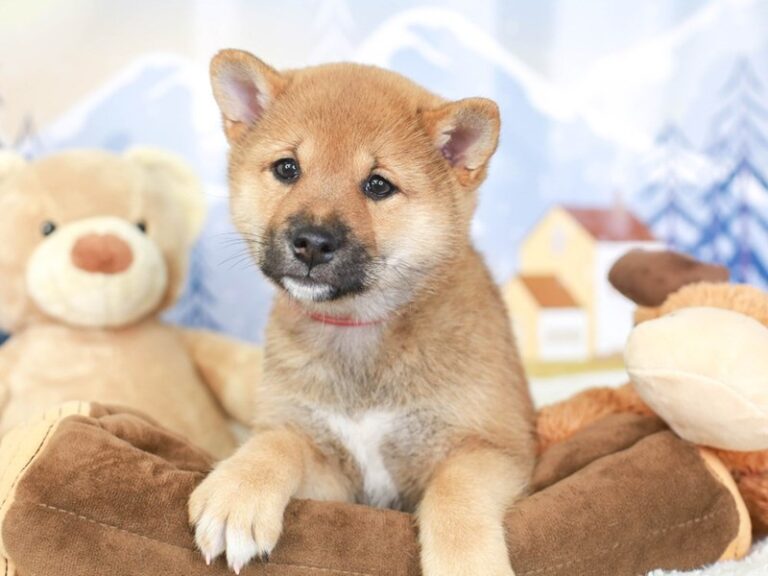 Shiba Inu