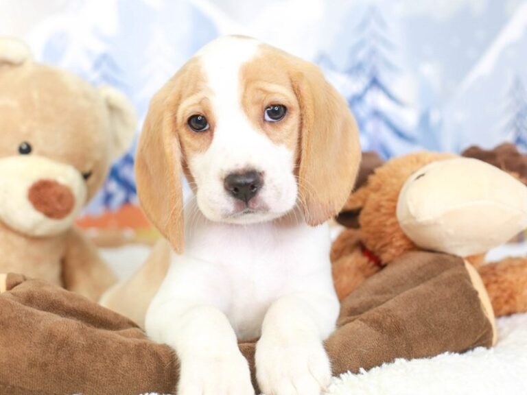 Beagle