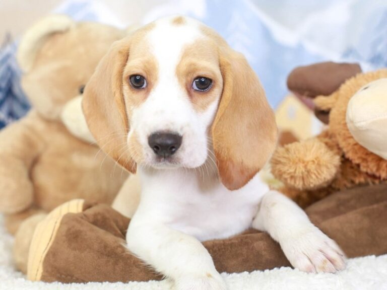 Beagle