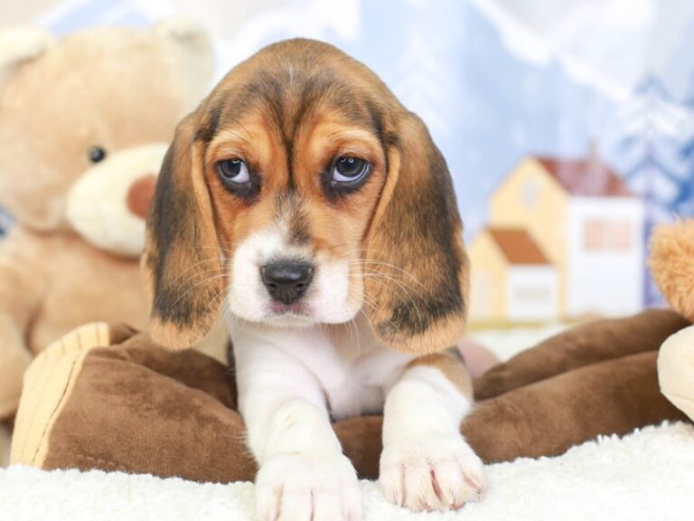 Beagle