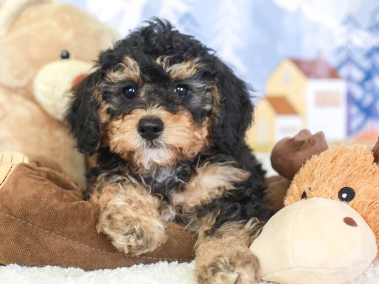 Mini Bernedoodle