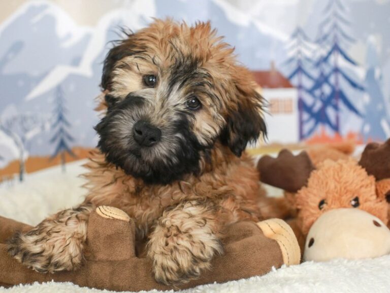 Soft Coated Wheaten Terrier