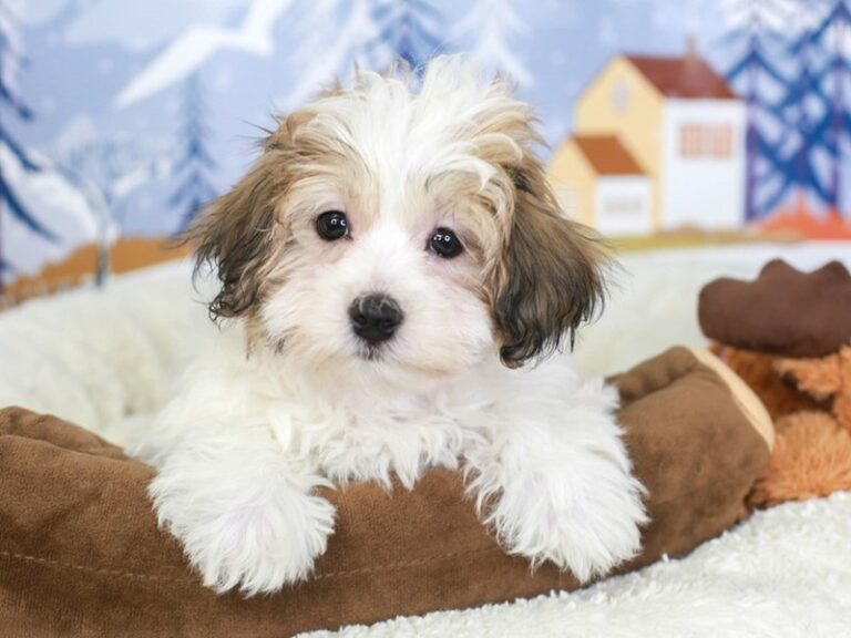 Coton De Tulear
