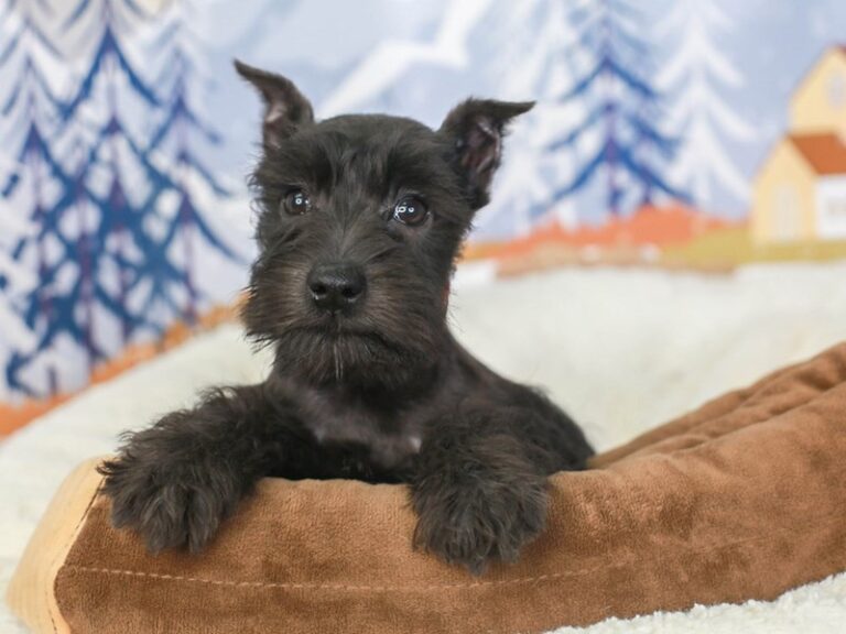 Mini Schnauzer