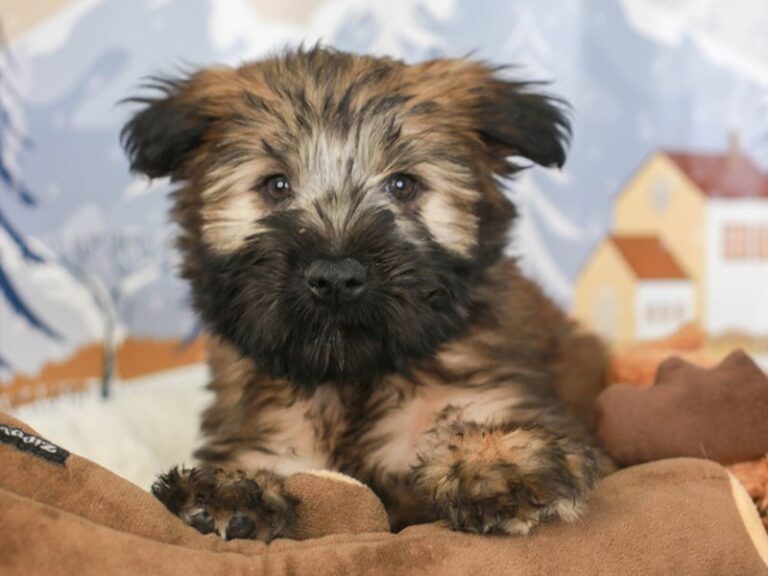 Soft Coated Wheaten Terrier