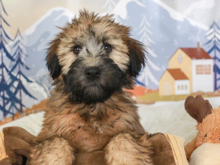 Soft Coated Wheaten Terrier