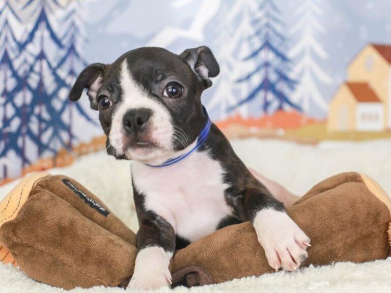 Boston Terrier