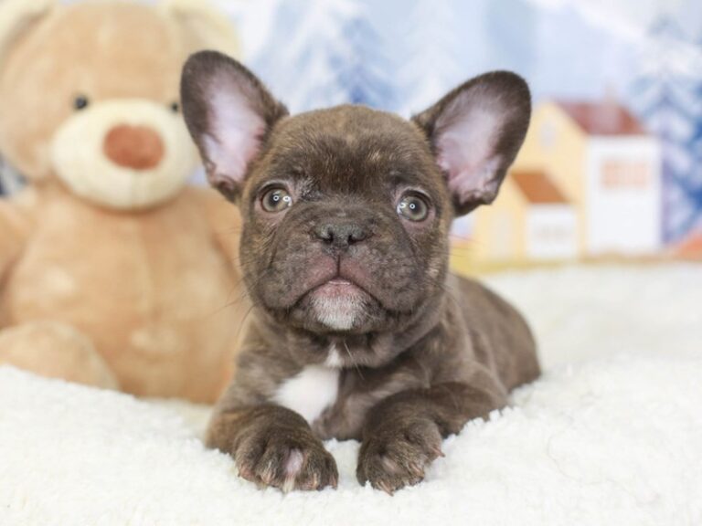 French Bulldog