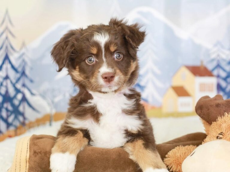 Mini Aussie