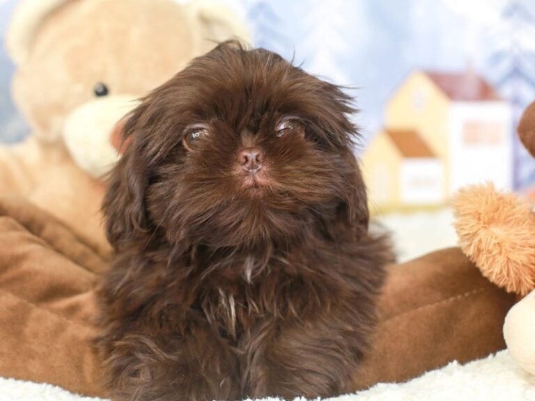 Shih Tzu