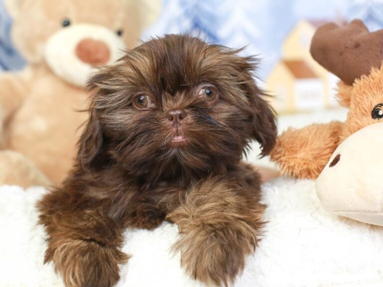 Shih Tzu