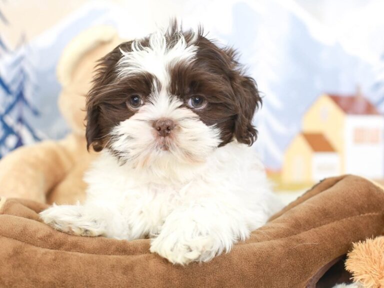 Shih Tzu